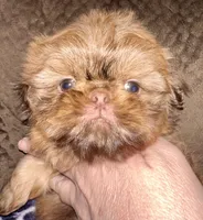 Copper, a male Shih Tzu for sale in Tracy, CA – Photo 2 of 5