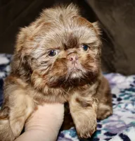 Copper, a male Shih Tzu for sale in Tracy, CA – Photo 4 of 5