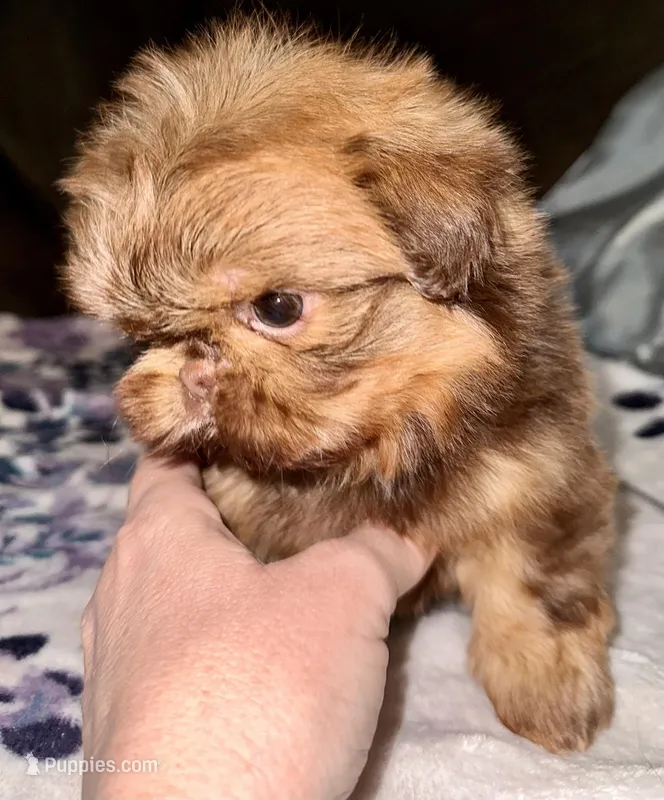 Copper – Shih Tzu puppy on hold in Tracy, CA