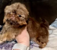 Copper, a male Shih Tzu for sale in Tracy, CA – Photo 3 of 5