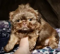 Copper, a male Shih Tzu for sale in Tracy, CA – Photo 5 of 5