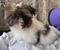 Trinket , a female Shih Tzu for sale in Tracy, CA – 3 of 7