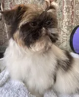 Trinket , a female Shih Tzu for sale in Tracy, CA – 5 of 7