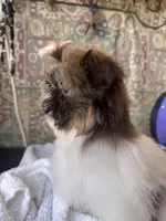 Trinket , a female Shih Tzu for sale in Tracy, CA – 7 of 7