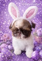 Trinket , a female Shih Tzu for sale in Tracy, CA – 6 of 7