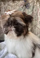 Trinket , a female Shih Tzu for sale in Tracy, CA – 4 of 7