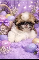 Trinket , a female Shih Tzu for sale in Tracy, CA – 2 of 7