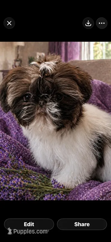 Trinket  – Shih Tzu puppy for sale in Tracy, CA