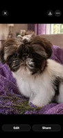 Trinket , a female Shih Tzu for sale in Tracy, CA – 1 of 7
