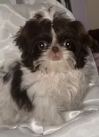 Tater Tot (girl), a female Shih Tzu for sale in Tracy, CA – 3 of 5