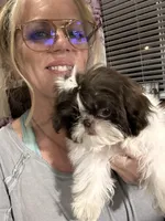 Tater Tot (girl), a female Shih Tzu for sale in Tracy, CA – 5 of 5