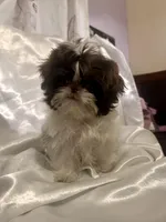 Tater Tot (girl), a female Shih Tzu for sale in Tracy, CA – 4 of 5