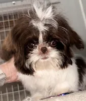 Tater Tot (girl), a female Shih Tzu for sale in Tracy, CA – 2 of 5