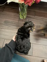 roxy, a female Yorkshire Terrier for sale in Manteca, CA – Photo 2 of 4