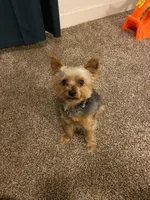roxy, a female Yorkshire Terrier for sale in Manteca, CA – Photo 3 of 4