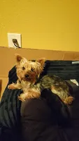 roxy, a female Yorkshire Terrier for sale in Manteca, CA – Photo 4 of 4