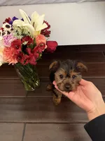 roxy, a female Yorkshire Terrier for sale in Manteca, CA – Photo 1 of 4