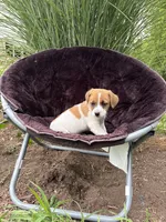 Jenny purebred, a female Jack Russell Terrier for sale in Cambridge City, IN – 4 of 10