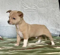 Rambo, a male Chihuahua for sale in Cambridge City, IN – 4 of 10