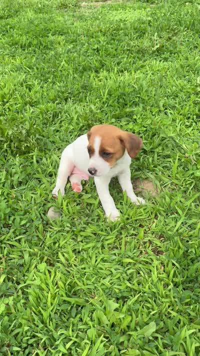 Jefferson purebred, a male Jack Russell Terrier for sale in Cambridge City, IN – 6 of 9