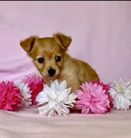 Lil Red, a female Chihuahua and Miniature Dachshund for sale in Cambridge City, IN – 4 of 10