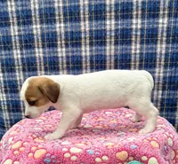 Joy purebred, a female Jack Russell Terrier for sale in Cambridge City, IN – 5 of 9