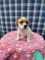 Jamba purebred, a male Jack Russell Terrier for sale in Cambridge City, IN – 3 of 10