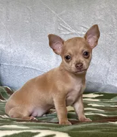 Rambo, a male Chihuahua for sale in Cambridge City, IN – 7 of 10