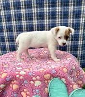Janice purebred, a female Jack Russell Terrier for sale in Cambridge City, IN – 5 of 9