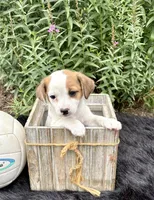 Joy purebred, a female Jack Russell Terrier for sale in Cambridge City, IN – 2 of 9