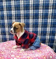 Jimmy purebred, a male Jack Russell Terrier for sale in Cambridge City, IN – 3 of 8