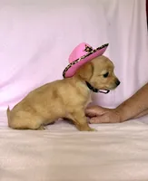 Lil Red, a female Chihuahua and Miniature Dachshund for sale in Cambridge City, IN – 9 of 10