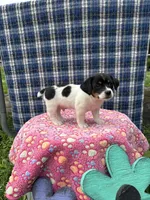 Jenny purebred, a female Jack Russell Terrier for sale in Cambridge City, IN – 8 of 10