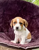 Jefferson purebred, a male Jack Russell Terrier for sale in Cambridge City, IN – 5 of 9