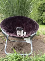 Jenny purebred, a female Jack Russell Terrier for sale in Cambridge City, IN – 4 of 10