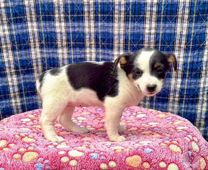 Jewel purebred, a female Jack Russell Terrier for sale in Cambridge City, IN – 1 of 9