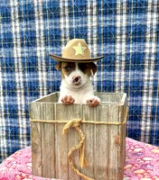 June purebred , a female Jack Russell Terrier for sale in Cambridge City, IN – 4 of 10