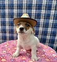 Jamba purebred, a male Jack Russell Terrier for sale in Cambridge City, IN – 6 of 10