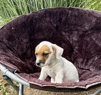 Jamba purebred, a male Jack Russell Terrier for sale in Cambridge City, IN – 8 of 10