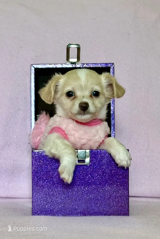 Sophia – Chihuahua, Miniature Dachshund puppy for sale in Cambridge City, IN