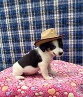Jewel purebred, a female Jack Russell Terrier for sale in Cambridge City, IN – 8 of 9