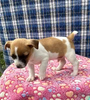 Jimmy purebred, a male Jack Russell Terrier for sale in Cambridge City, IN – 5 of 8