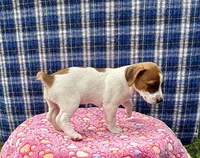 Jefferson purebred, a male Jack Russell Terrier for sale in Cambridge City, IN – 9 of 9