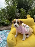 June purebred , a female Jack Russell Terrier for sale in Cambridge City, IN – 6 of 10