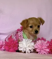Lil Red, a female Chihuahua and Miniature Dachshund for sale in Cambridge City, IN – 7 of 10