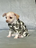 Ranger, a male Chihuahua and Miniature Dachshund for sale in Cambridge City, IN – 6 of 10