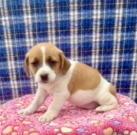 Jenny purebred, a female Jack Russell Terrier for sale in Cambridge City, IN – 9 of 10
