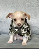 Ranger, a male Chihuahua and Miniature Dachshund for sale in Cambridge City, IN – 5 of 10