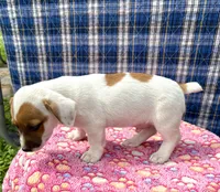 Jamba purebred, a male Jack Russell Terrier for sale in Cambridge City, IN – 5 of 10