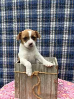June purebred , a female Jack Russell Terrier for sale in Cambridge City, IN – 5 of 10